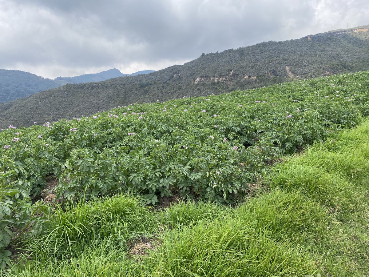 jcdonator's tweet photo. El uso de la tierra derivado principalmente del cultivo de papa, quemas, ganadería extensiva, extracción de madera y construcción de vías alternas, transforman e impactan severamente el Bosque Alto-andino.  Un ecosistema reserva de biodiversidad pero vulnerable. https://t.co/U2bqXcyvv3