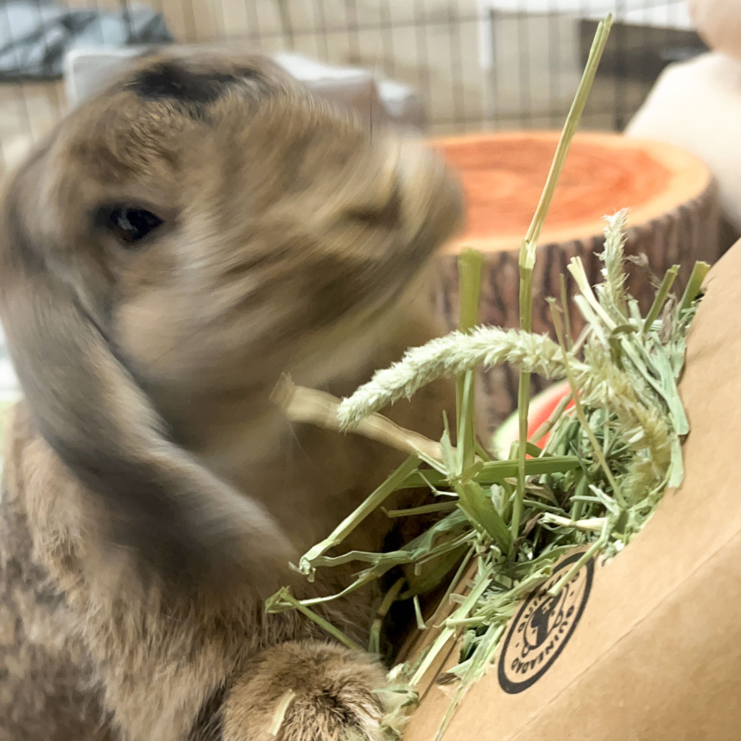 Guardian of the Greens, 'Dumbo' at your service – Dare to touch my hay? Think again. Curious about Dumbo's favorite hay? Click the link! 
guineadad.com/collections/bu…
.
#GuardiansoftheGalaxy  #HayGuardian 😎#BunnyBoss 🌾👑 #Lovelybunny #bunnyinstagram #bunnyworld #fluffy #cutebunny