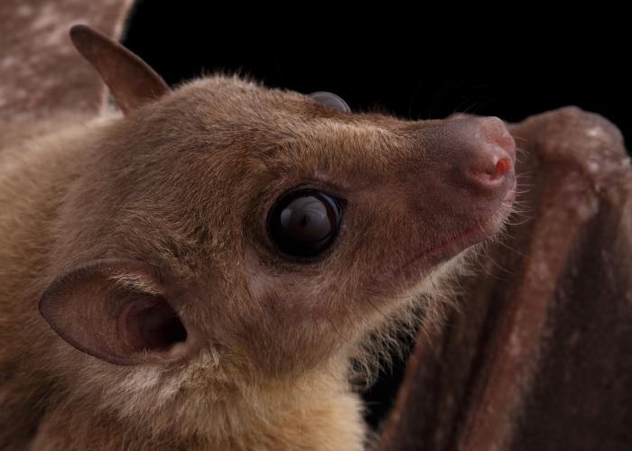 every day my heart breaks for the people of palestine. this is a genocide fully supported by the western powers and i feel completely hopeless. our leaders are failing us and the world. here is the egyptian fruit bat, a beautiful bat living in palestine. 🇵🇸🦇 #freepalestine