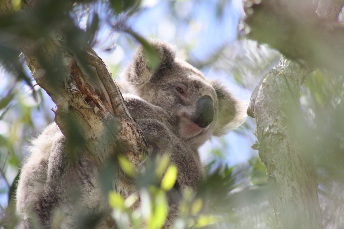 🌏 Celebrate this #CleanUpAustraliaDay by taking a walk in nature or visiting your local park to collect a bag of rubbish. Every small action makes a big difference! Together, let's protect our beautiful environment and all creatures great and small. #ProtectOurPlanet