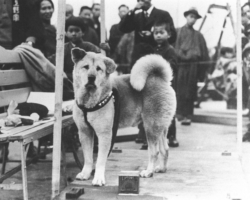 Heute vor 89 Jahren starb Hachiko, treuester Hund der Welt. Zehn Jahre lang hatte er am Bahnhof auf seinen verstorbenen Herrn gewartet. spiegel.de/einestages/hac… (aus dem <a href="/SPIEGEL_Gesch/">SPIEGEL Geschichte</a>-Archiv)