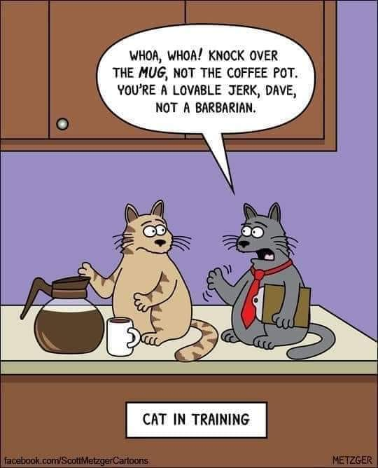 Why you NEVER see a cat in the office. (Or possibly reason that K-cups were invented!) 😹😹😹 Rainy #Caturday funny  FYI <a href="/LouDPhillips/">Lou Diamond Phillips</a>