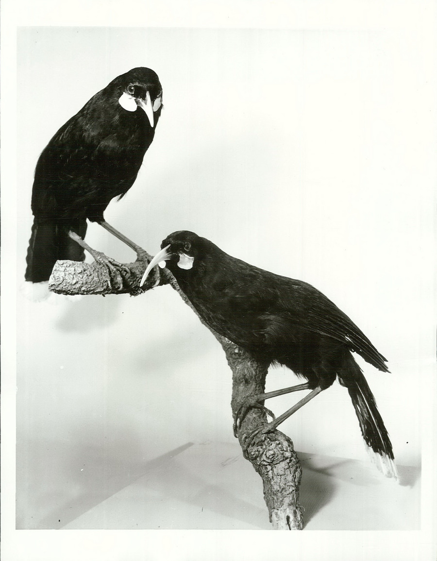 It's World Wildlife Day and this years' theme is: Connecting People and Planet: Exploring Digital Innovation in Wildlife Conservation. We have many images of animals in our holdings which sometimes become an enduring record of long extinct species like the Huia. [R24810662]