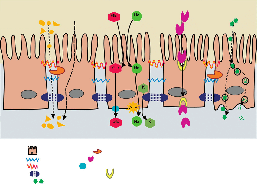 human: IM SO STUPID AND UGLY ANDD IM A VIRGIN AND IM GOING TO KILL MYSELF
the cells in their body: