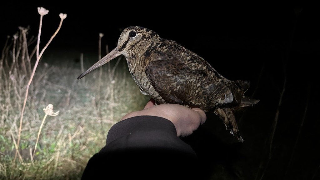 Our organic wildflower meadows, wild bird covers and diverse herbal leys are home to lots of interesting species. A nightime bird survey recently revealed 15 visiting woodcock feeding in just one field. It must be full of bugs and worms in the soil to attract that many.