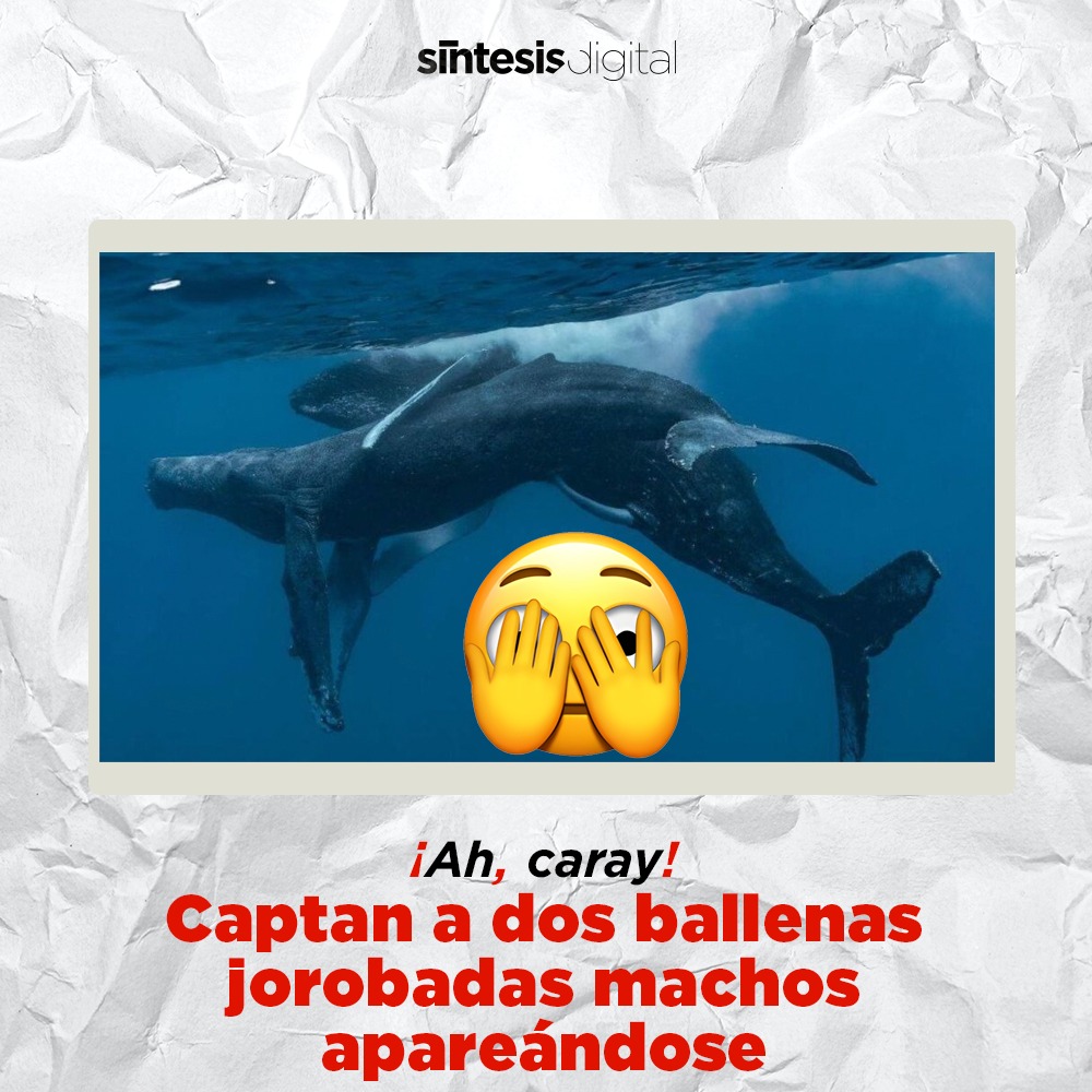 Eubalaena Australis (@la_ballena_franca) • Instagram photos and videos, image size:1000x1000