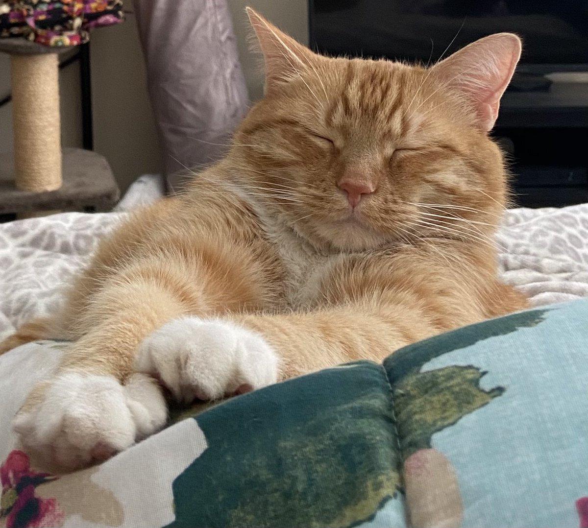 Happy CATurday!!😻🐈🐾😻