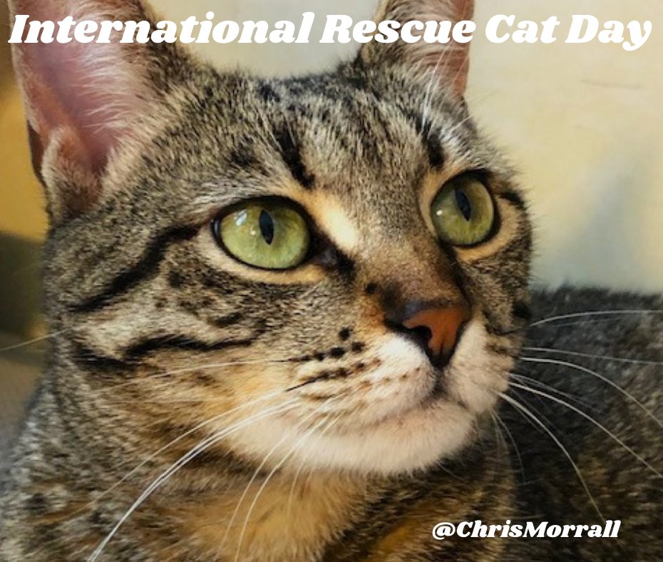 ChrisMorrall's tweet photo. #GoodEvening #goodday #HappyWeekend #Today is #InternationalCatRescueDay - This is CiCi rescued from the streets of @bucharest by my friend @CristinaBaluta I am now looking after her. CiCi is great company. So if you can please give a home to a rescue cat ♥️♥️😻😻 https://t.co/8FffSDkdS0