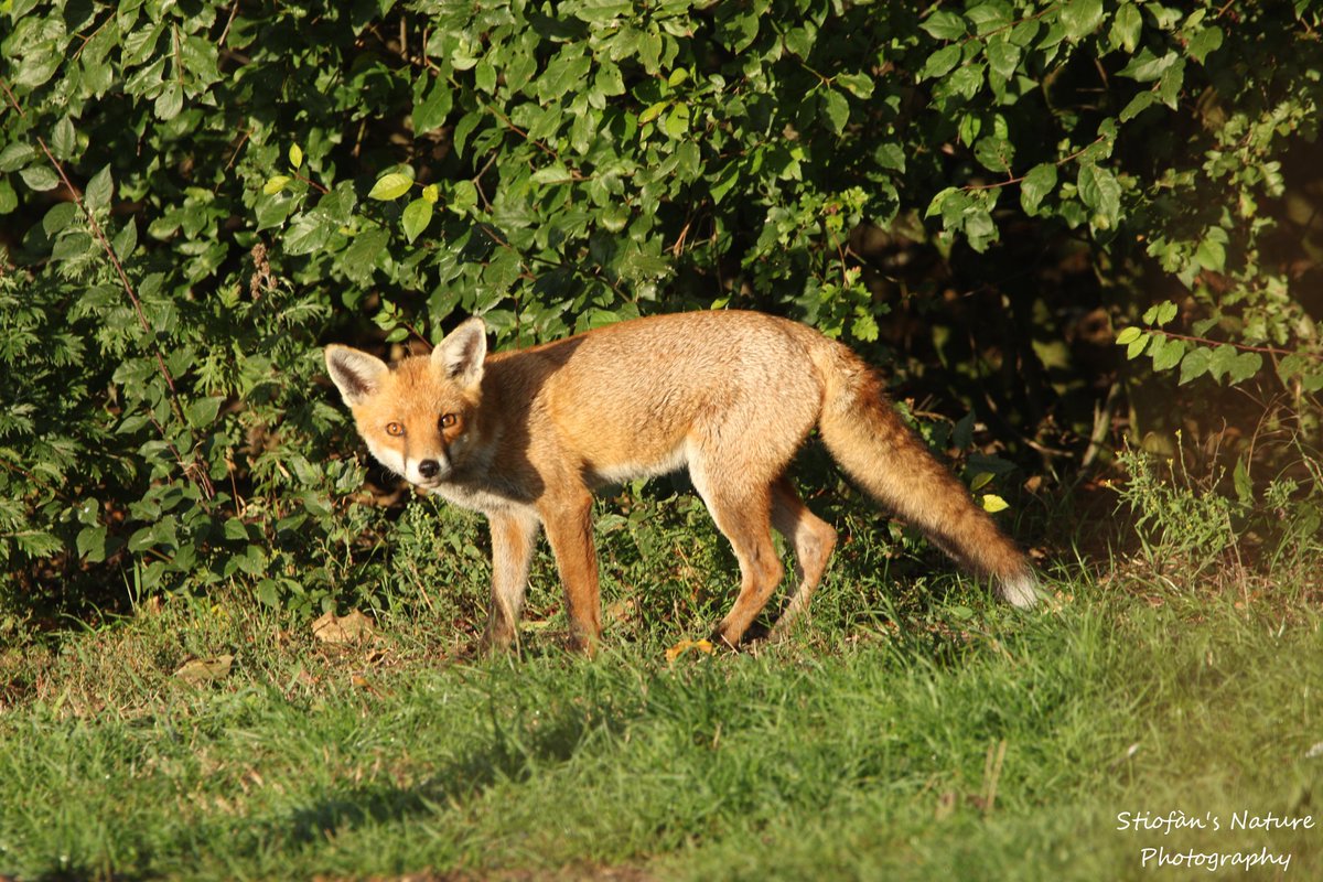 Nearest I've been to photographing a fox lately is the dog rolling in their poo.