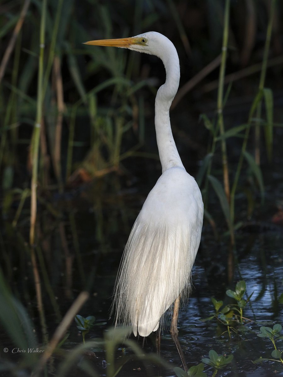 Eastern great egret late yesterday afternoon next to the Eddie Santagiuliana Way Boardwalk, Cleveland. #egret #birdphotography #Queensland