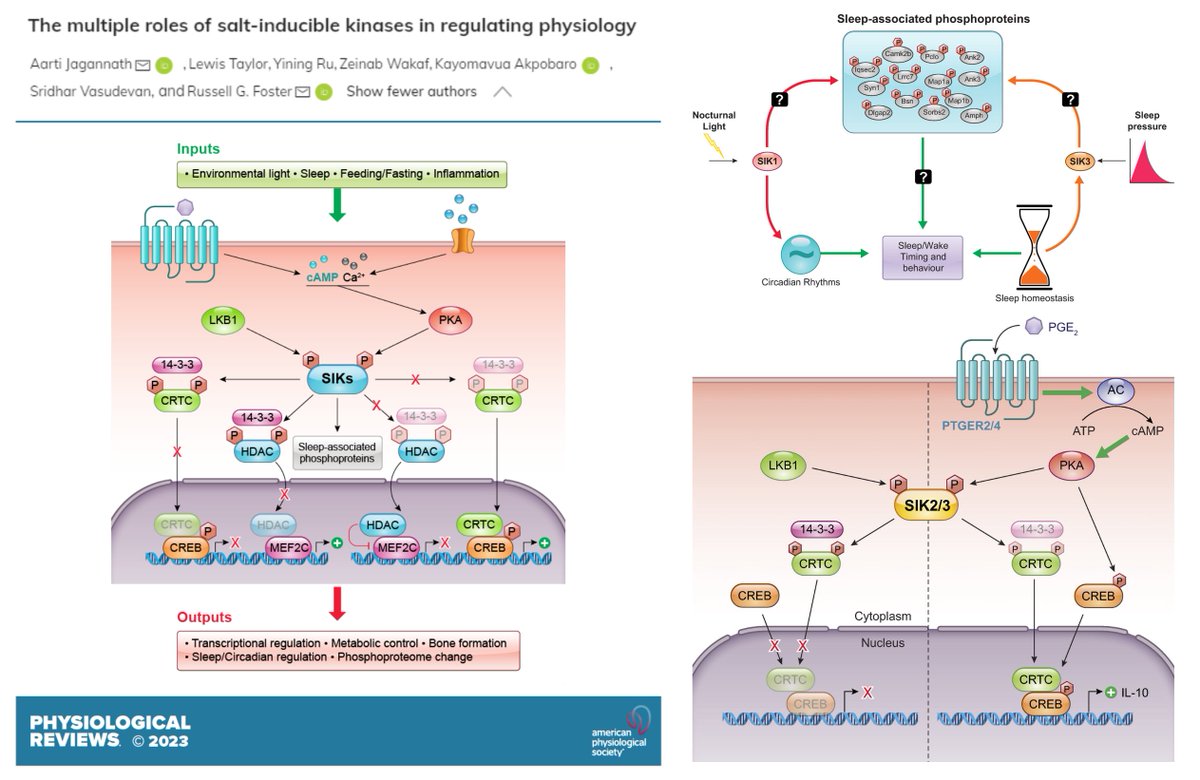 The multiple roles of Salt-Inducible Kinases in regulating physiology

Wonder kinase family SIK1/2/3 senses circadian cues, nutrients & inflammation

'Sleepy'🐭◀️gain-of-function variants (free of PKA phospho & 14-3-3 binding) of Sik1, 2 or 3

@aartijagannath @physiolrev 2023