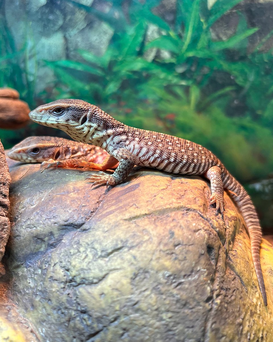 Baby Savannah Monitor #LIzards In Stock Now bit.ly/3IFKs0l One for $69 or Two for $99.   #XYZReptiles #Lizards #Reptiles #ExoticLizards #Pets #ExoticPets #PetLizards #SavannahMonitor #SavannahMonitorLizard #MonitorLizard #BabyLizard