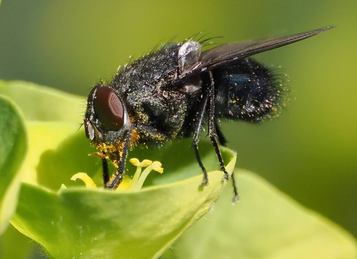 Las moscas son también importantes polinizadores, como muestra esta individua con los morros llenos de polen en una euphorbia del @RJBOTANICO.