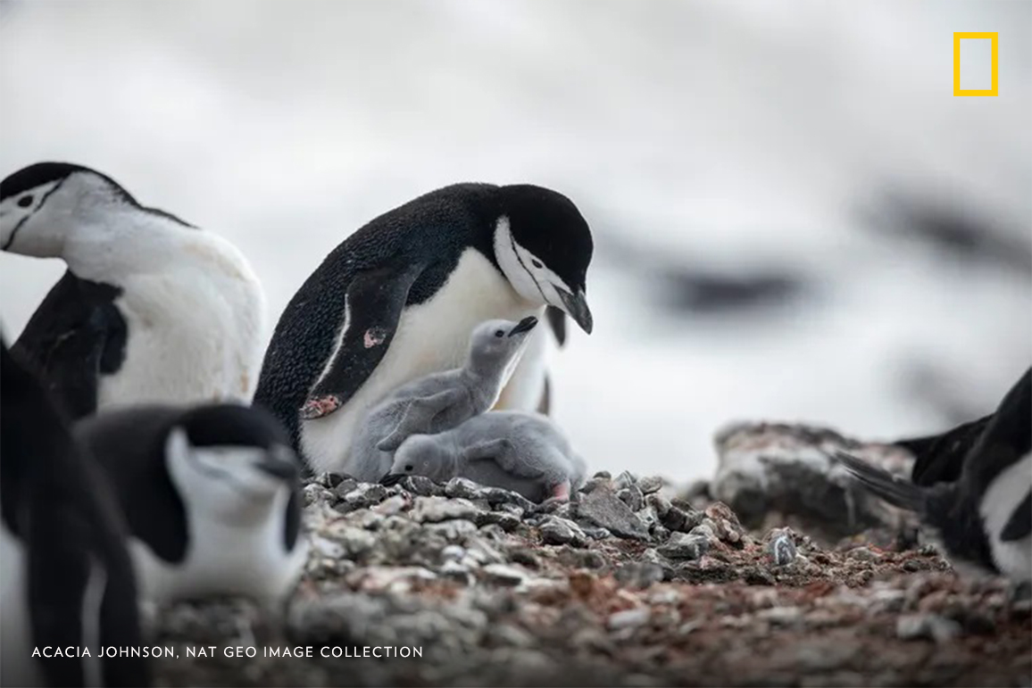 #PhotoduJour | Un manchot à jugulaire s’occupe de ses poussins dans les îles Shetland du Sud, en Antarctique.