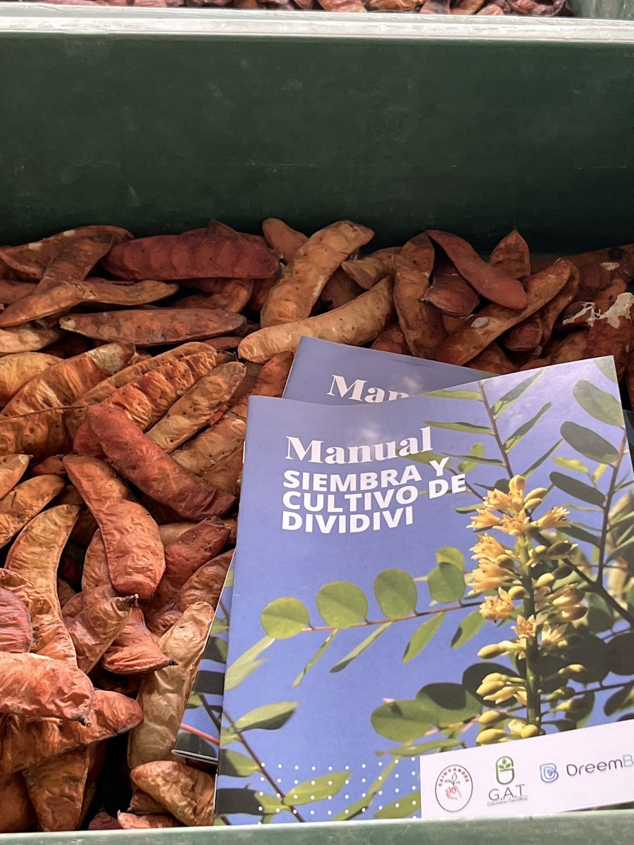 dreembio's tweet image. #dividivi #fitomedicamentos retomando el cultivo y colecta del dividivi como matera prima de fitomedicamentos y dermocosmeticos fruto de la I+D. Triste que #invima no haya aprobado la planta en el listado, a pesar de las múltiples evidencias etnobotánicas y científicas.