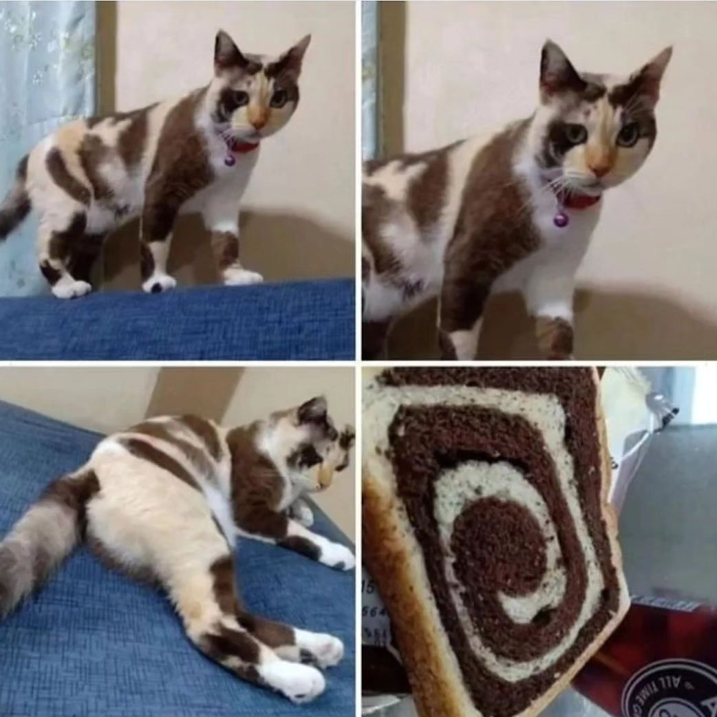 PunchingCat's tweet image. wait a sec...