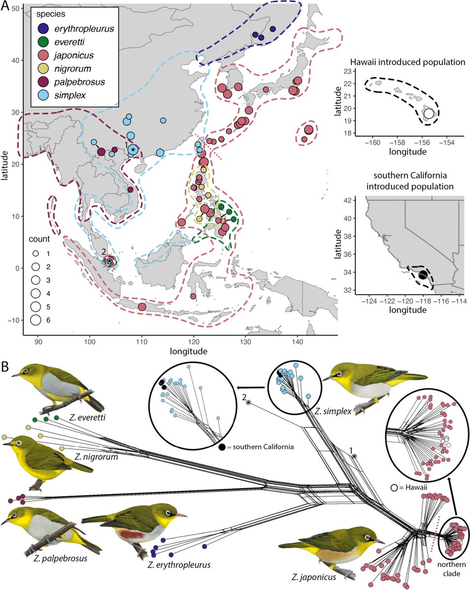 Happy to share a new publication @BioInvasions using genomic data to reveal the sources of introduced white-eye populations in Hawaii and southern California. We show that these introduced pops are totally independent, with no evidence of admixture link.springer.com/article/10.100…