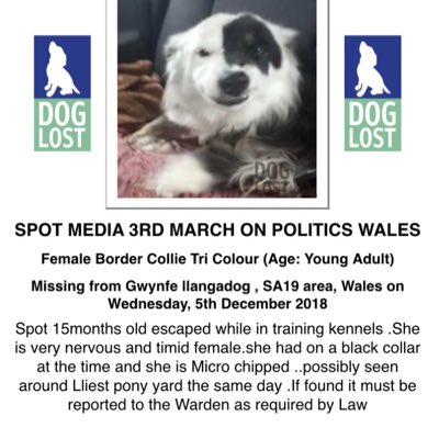 #NewProfilePic

‼️MEDIA COVERAGE - POLITICS WALES BBC1 10am 3/3/24‼️
Pls tune in give her owner support 
SPOT MISSING SINCE 5/12/18 
Only 15 months old when she mysteriously disappeared while at #TrainingKennels in 🏴󠁧󠁢󠁷󠁬󠁳󠁿 
#Gwynfe #Llangadog #SA19 
Female Tri-coloured #Bordercollie