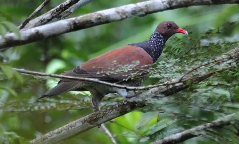 ♡ pomba-trocal (patagioenas speciosa)
os machos dessa espécie possuem um papo de penas metálicas que parecem escamas. as fêmeas têm um pescoço parecido mas muito menos chamativo. não é difícil de encontrar, MENOS no sul, sp, minas e no nordeste. gosta de florestas!