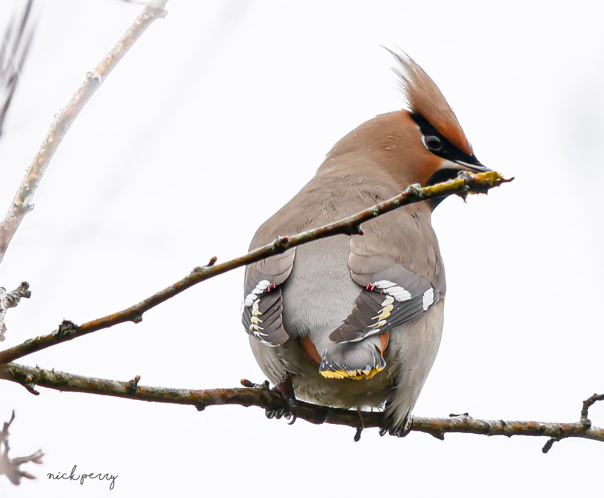 Sometimes #StickHappens At the worst time😅 Waxwing cosmeston lakes 2/3/2024 #TwitterNaturecommunity #TwitterNaturePhotography #BirdsSeenIn2024 #birdTwitter #birdwatching #birding @WaxwingsUK @RSPBCymru #NatureTherapy🏴󠁧󠁢󠁷󠁬󠁳󠁿