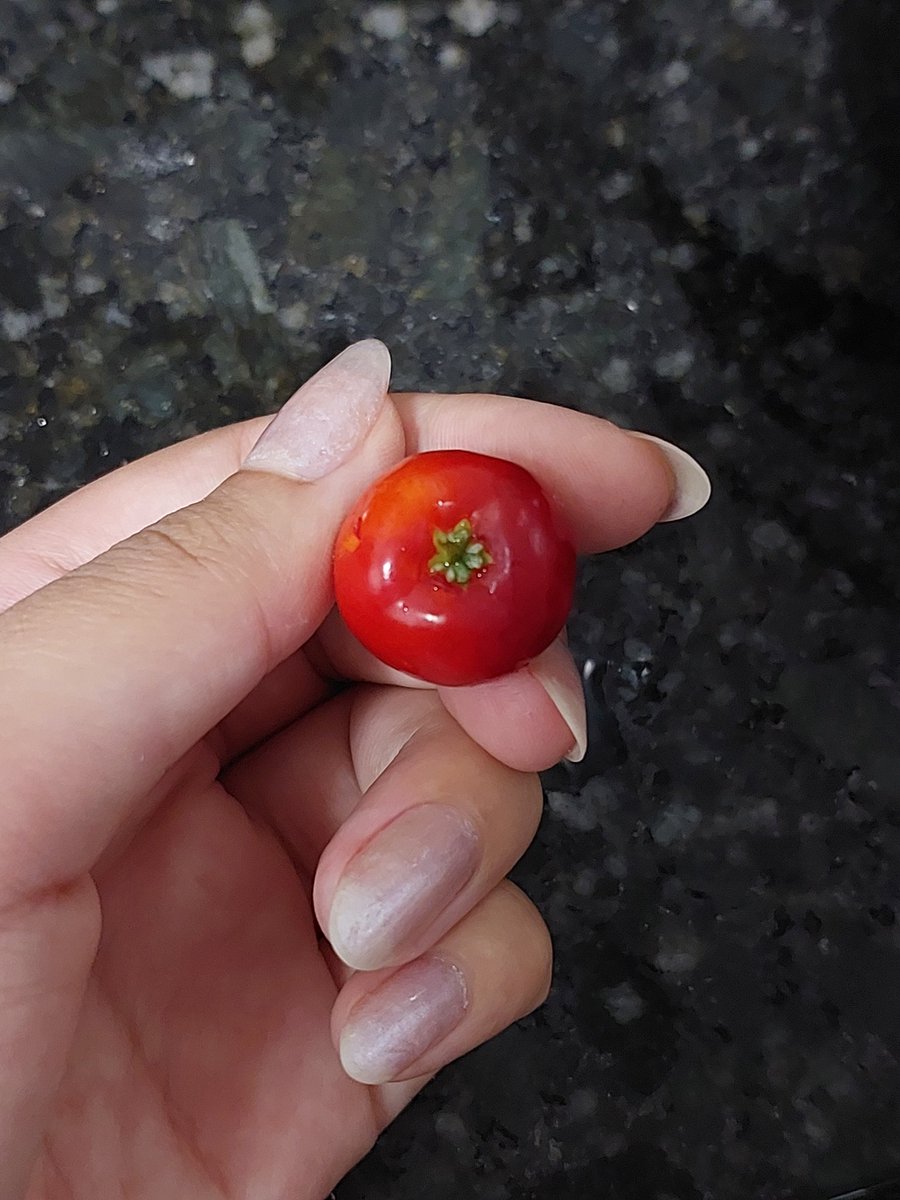 lystudys's tweet image. as acerolas do pé aqui do prédio estão tão bonitinhas 🤏🏻