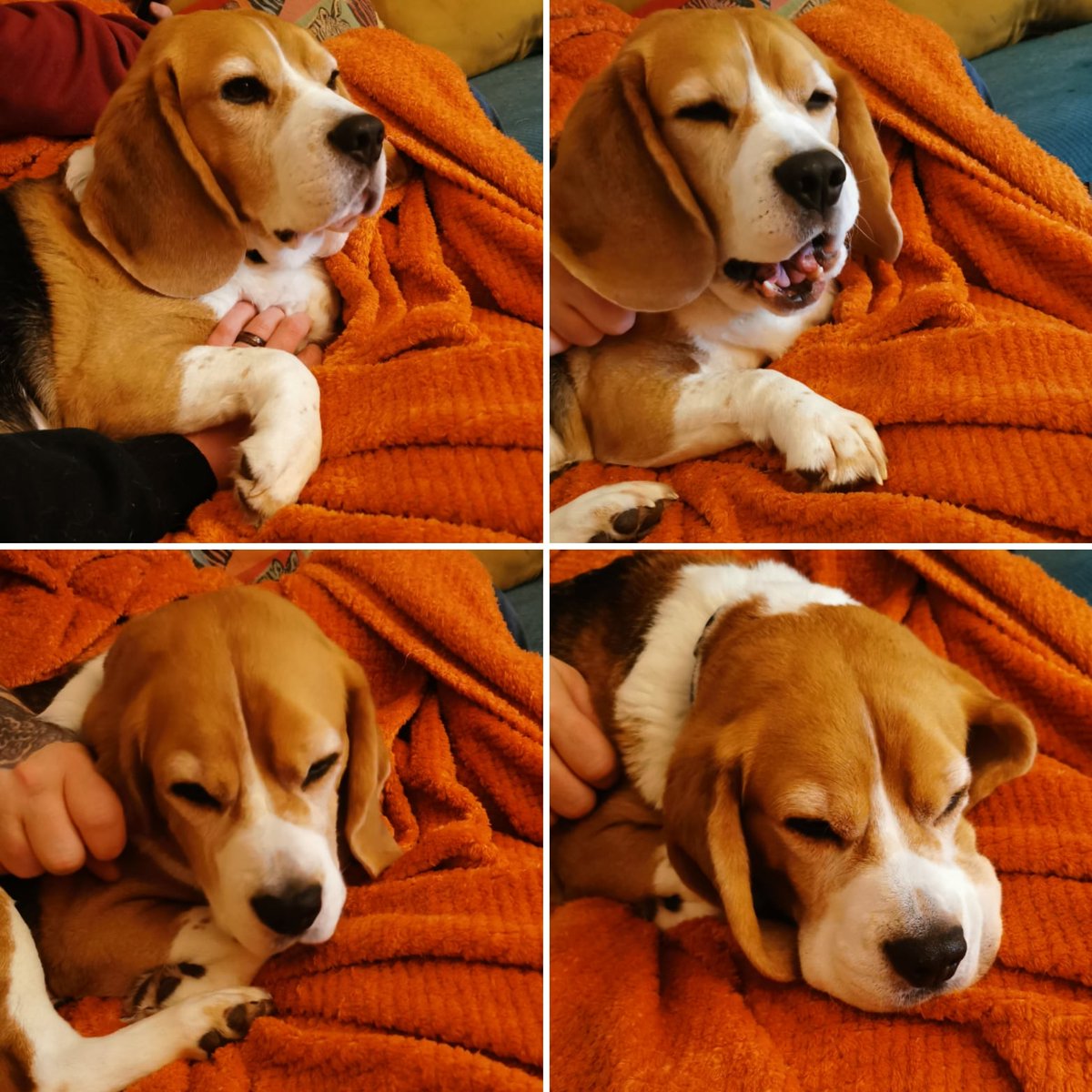 Nap Time in 3, 2, 1...

#beagle #instadog #naptime #dogsofinstagram #dogswithattitude #sleepy