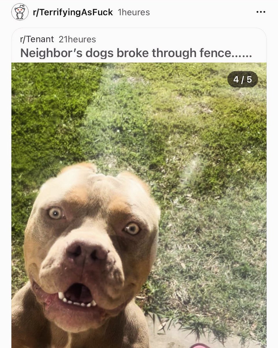 alexiogrenier's tweet photo. Don’t worry he just wanna play ! 😂 #ScaryDog #MyGod #OhWell #Nope #BigNope https://t.co/D3k2egcWZu