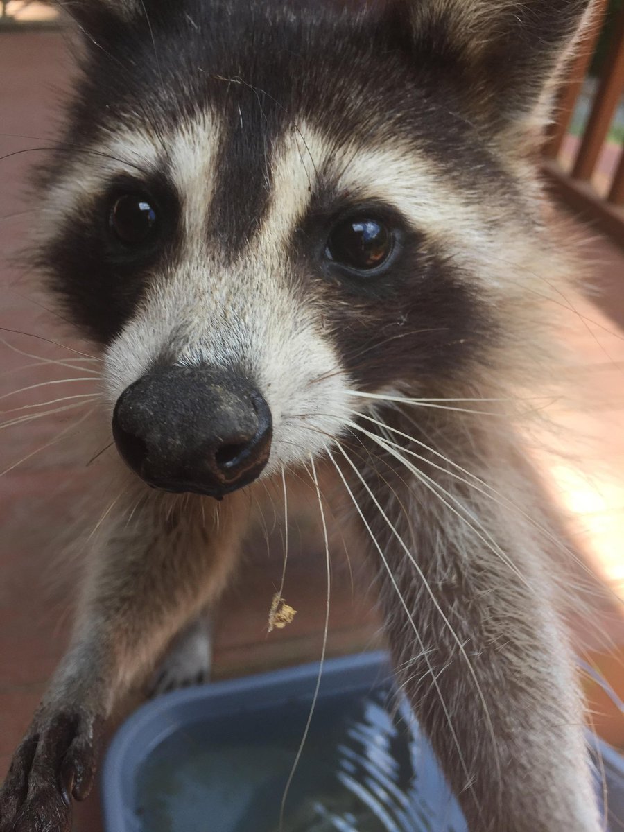 gahxraccoons tweet picture