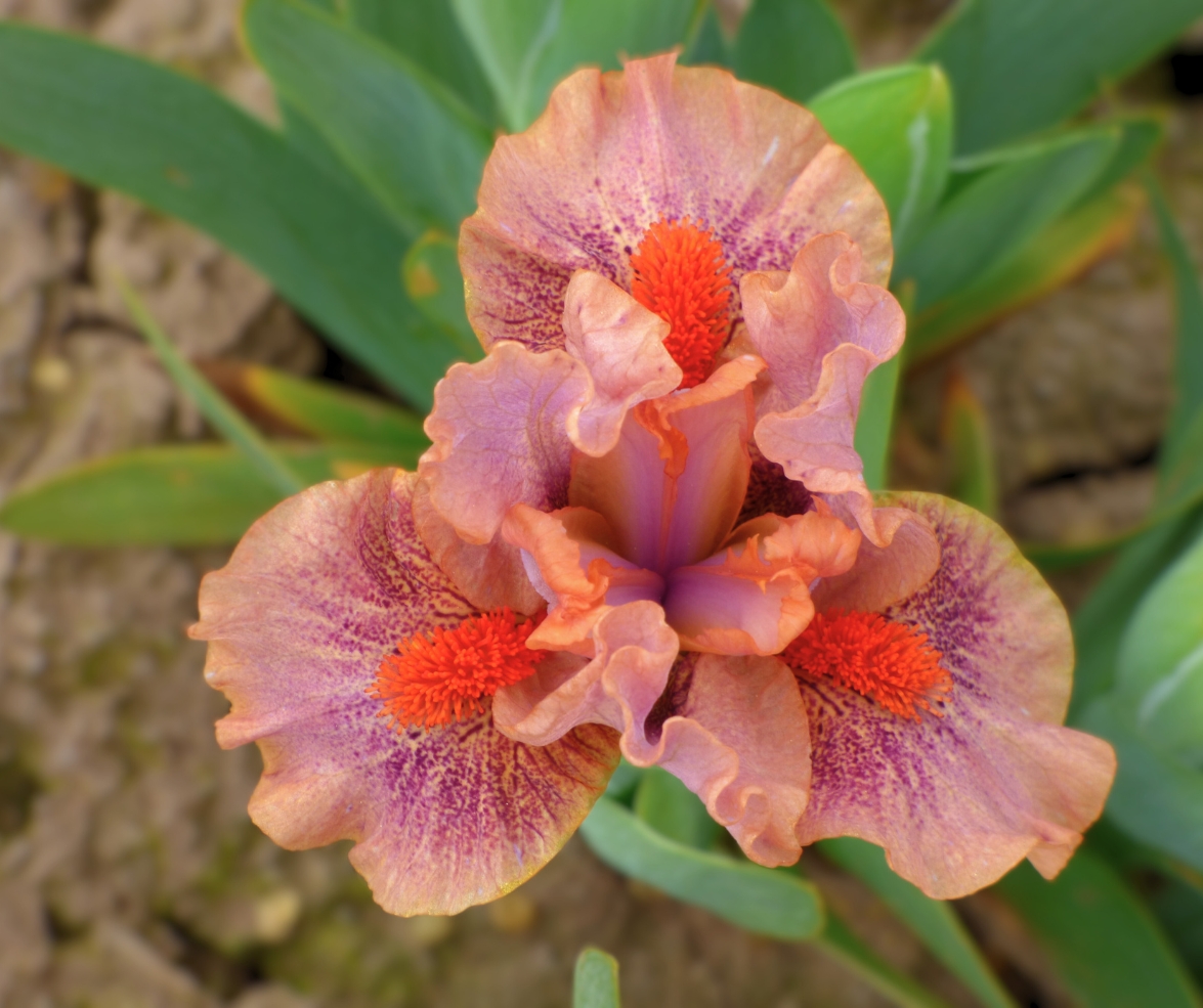 SchreinersIris's tweet photo. Looking for a small way to make a big impact in your garden? Try the petite blooms of #dwarfiris. Compact, colorful, and totally charming - they're our little secret to brightening every corner of your garden or patio.

📸 Tuned In | 🛒 https://t.co/QhhX21Z4Wf https://t.co/SOz4n2bVRj