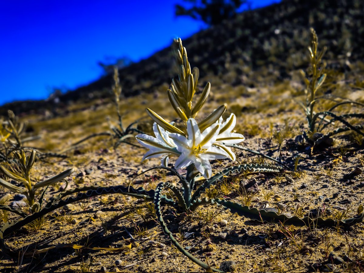 JSoushine's tweet photo. I took pictures of flowers on my birthday! The desert is in bloom! https://t.co/GbKfvv13PJ