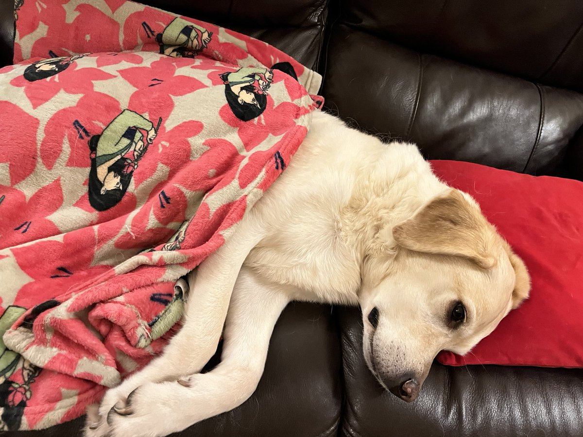 I was nicely tucked up on the sofa and so Mum decided to leave me here with the kitchen door open. Baby bro was on his bed but after lights out M&amp;D could hear a dodgy noise. He was chewing up the plastic package from the prawns from their dinner. Sofa time over! #RalphfromRomania