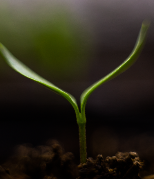 ShantDotMe's tweet image. Rise &amp;amp; hug the light. 

#CherryTomato #Seedling #Garden