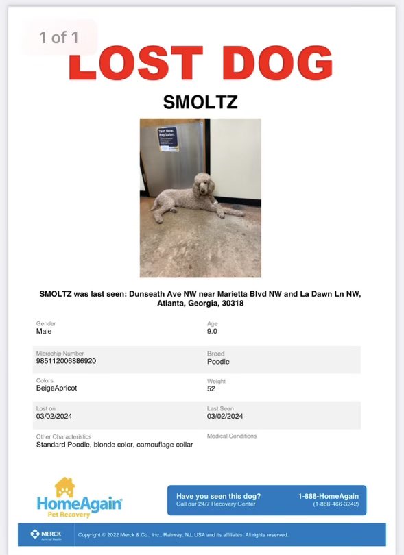 🚨LOST DOG🚨 Our dog, Smoltz, got out this weekend while friends were watching him. He’s a tan/apricot standard poodle, microchipped. Please be on the lookout for him, especially if you live on the westside of Atlanta in the Moore’s mill/bolton area where he was last seen.
