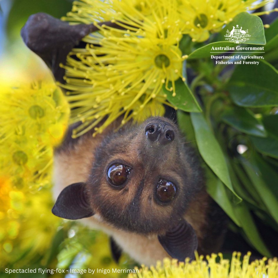 On World Wildlife Day we highlight the climate change impact guidance tool for wildlife to assist decision makers in anticipating the role climate change may play in health &amp;disease of wildlife. @daffgov &amp;@healthywildlife One Health Surveillance Initiative t.ly/iGAHg