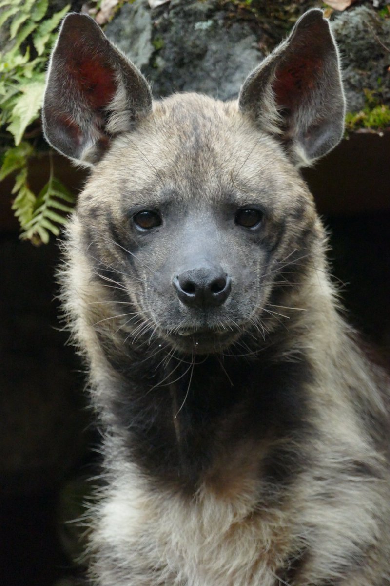 今日はなまらめんこい子に会いに...。
#シマハイエナ  #StripedHyena
#ハイエナ地位向上委員会
#富士サファリパーク