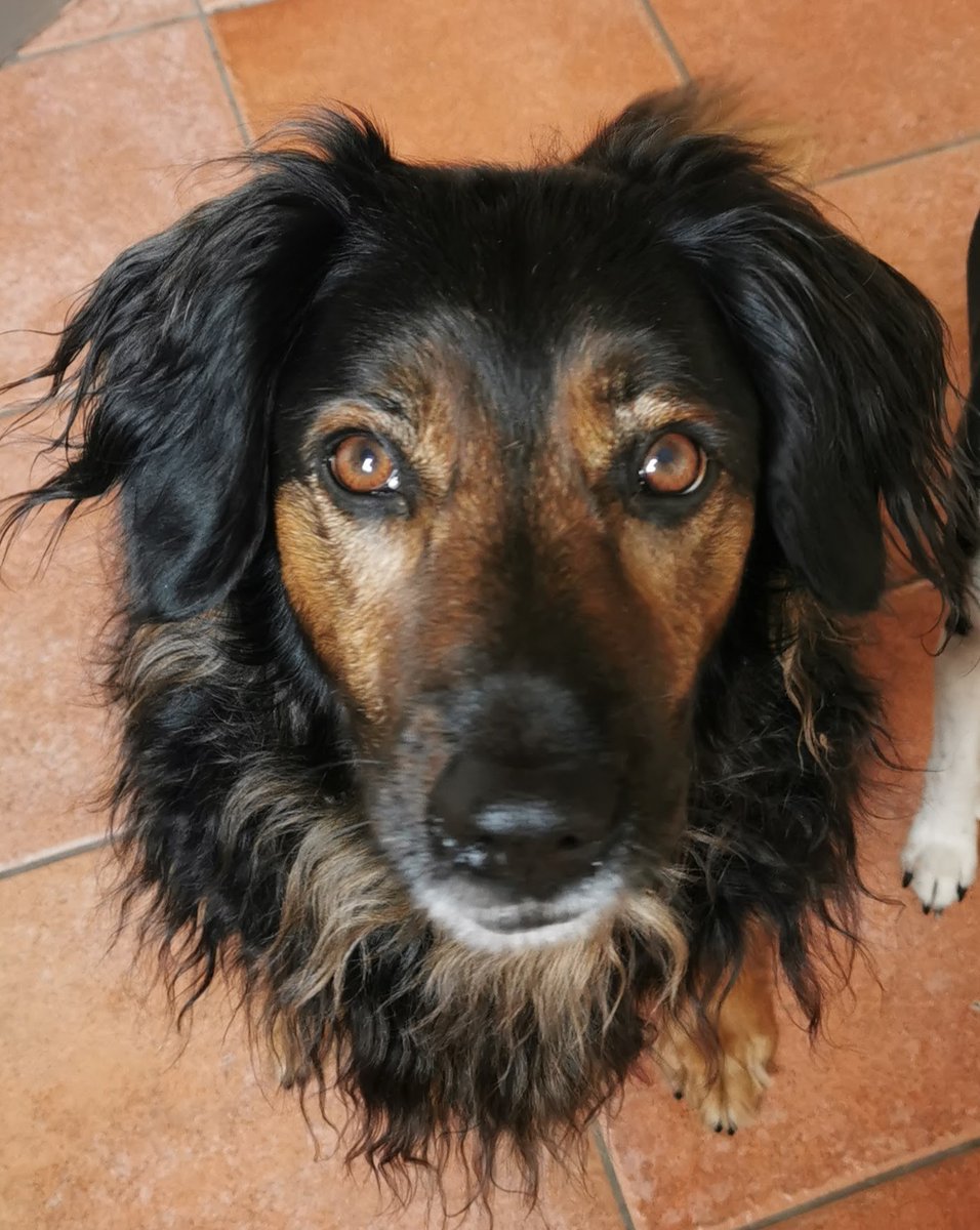 SnowSimply's tweet image. Als een KNVP stamboom Mechelse Herder een uitstapje maakt met een stamboom Springer Spaniel.. Is dit het resultaat. Mijn meissie.. Abby.. ❤️