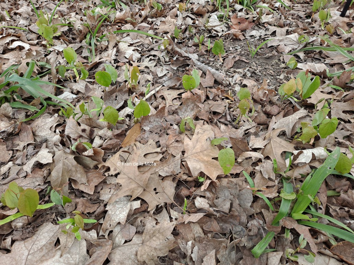 The Maple Society tweet media