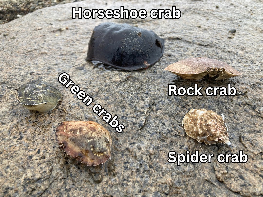 One walk along the beach and I found the carapace of four different kinds of crab - note the range in green crab coloration!