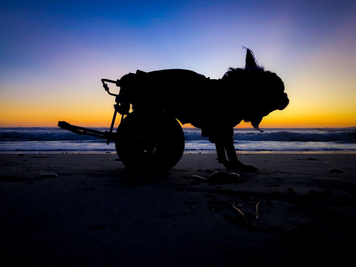 Happy Birthday Brandy! 🎂🌈 This was Brandy’s last beach day and sunset photo session for her 15th birthday last year. I always enjoyed taking sunset pics of her and she was so good at staying still for pictures! 🙌 #rainbowbridge #beachsunset #pug #pugs #sunsetsilhouette