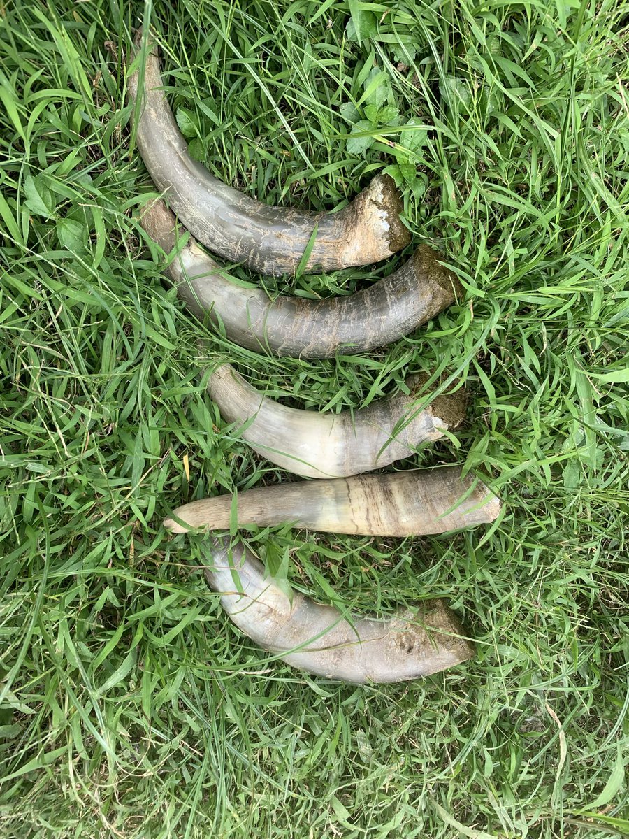 BrightBirdBio's tweet image. Horn Manure

之前因為農夫個人問題，上年十月份的工作坊的資料，一直未有時間處理和分享，而這些照片是當時在工作坊製作牛角牛糞配方 Horn Manure Preparation (500)。

Biodynamic 有個比較獨特的地方是會使用配方 preparations ，但沒有深入認識 biodynamic 的人會很容…

brightbirdbio.com/?p=3423