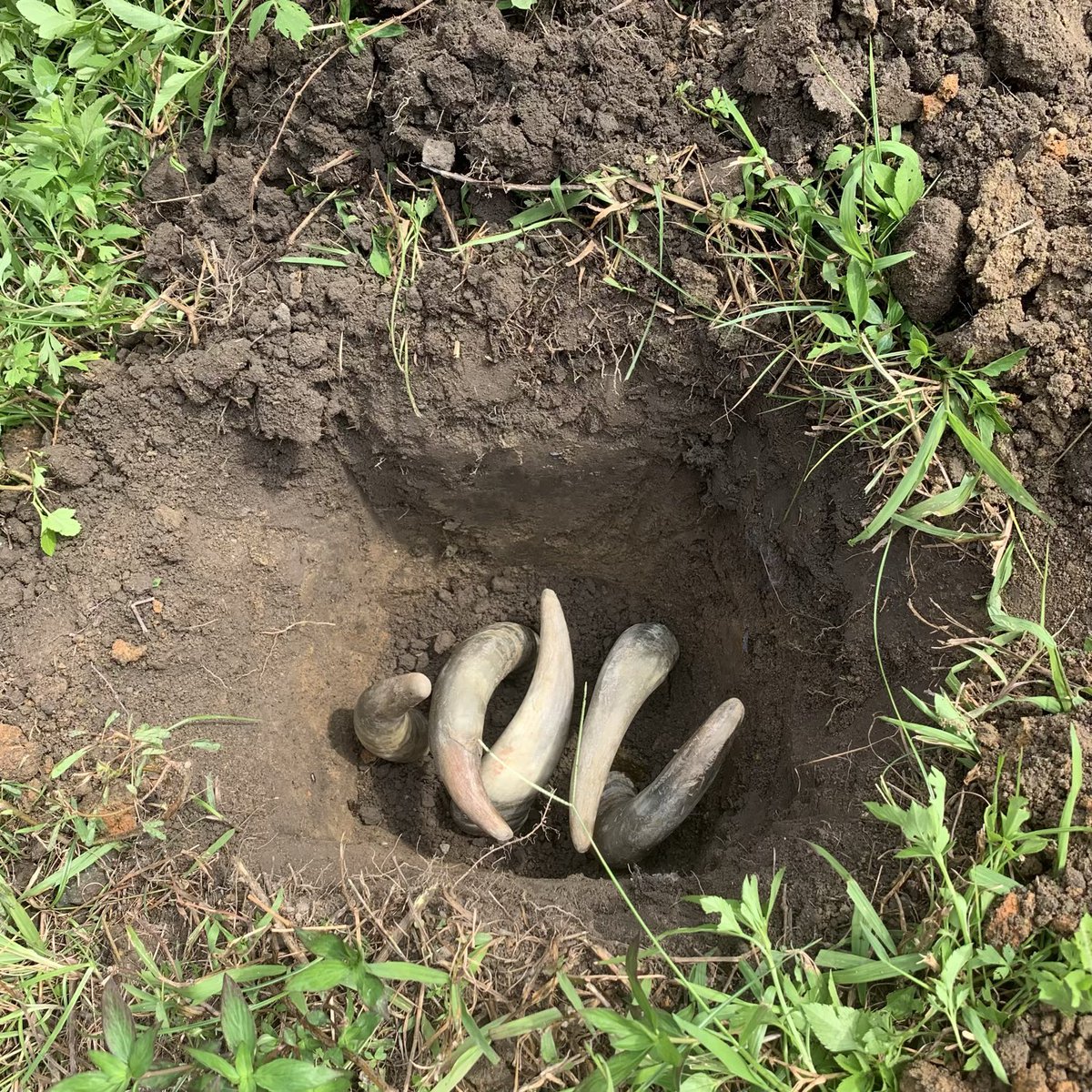 BrightBirdBio's tweet image. Horn Manure

之前因為農夫個人問題，上年十月份的工作坊的資料，一直未有時間處理和分享，而這些照片是當時在工作坊製作牛角牛糞配方 Horn Manure Preparation (500)。

Biodynamic 有個比較獨特的地方是會使用配方 preparations ，但沒有深入認識 biodynamic 的人會很容…

brightbirdbio.com/?p=3423