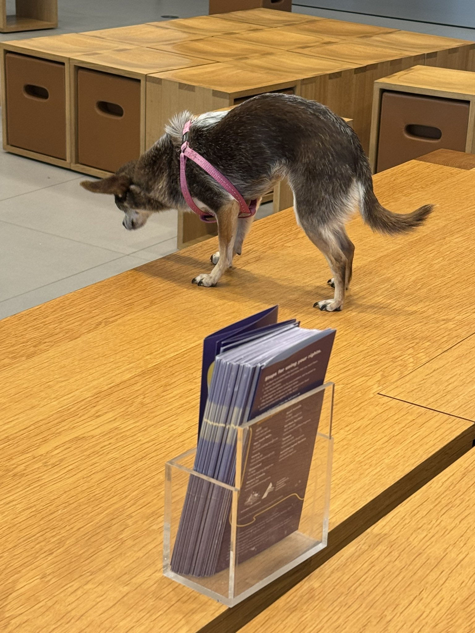 Apple hotsell store dogs