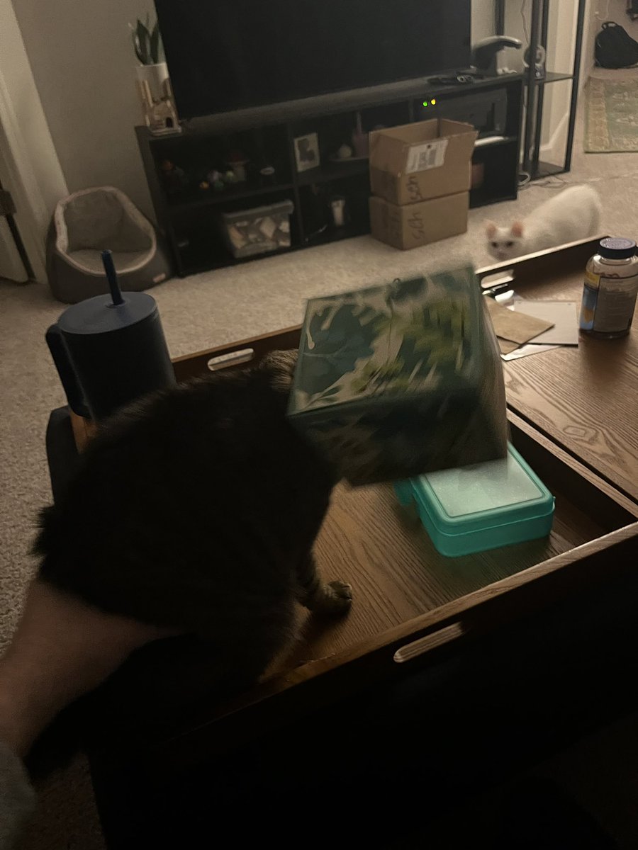 MaxwellJGold's tweet photo. Cat with box of tissues (2024) https://t.co/UFApY9QHyz