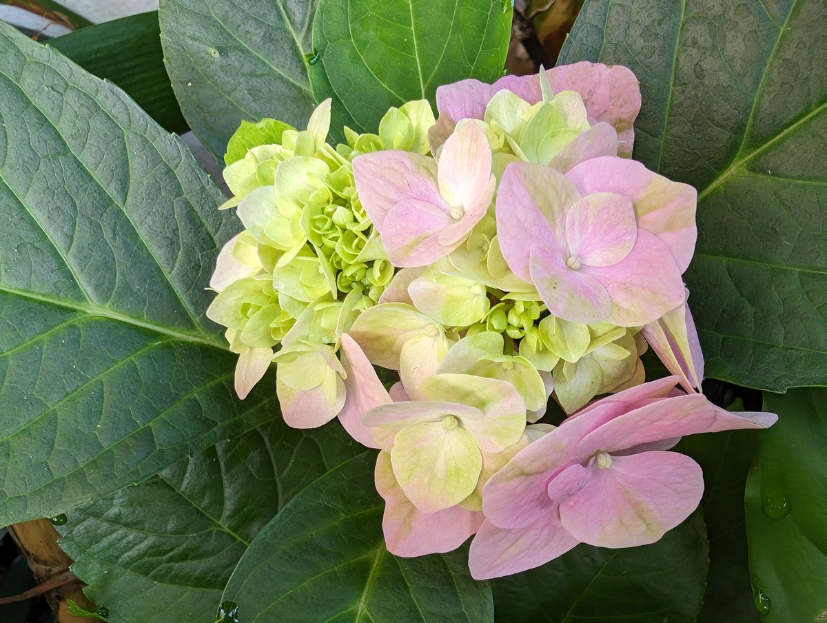 aussiebuzz's tweet image. Hydrangea - Blooming Stage

commonly named the hortensia, is a genus of more than 70 species of flowering plants native to Asia and the Americas

#hydrangea #hydrangeaflower 
#flowers #nature #flower #photography #naturephotography #flowerstagram #flowersofinstagram #pixel8pro