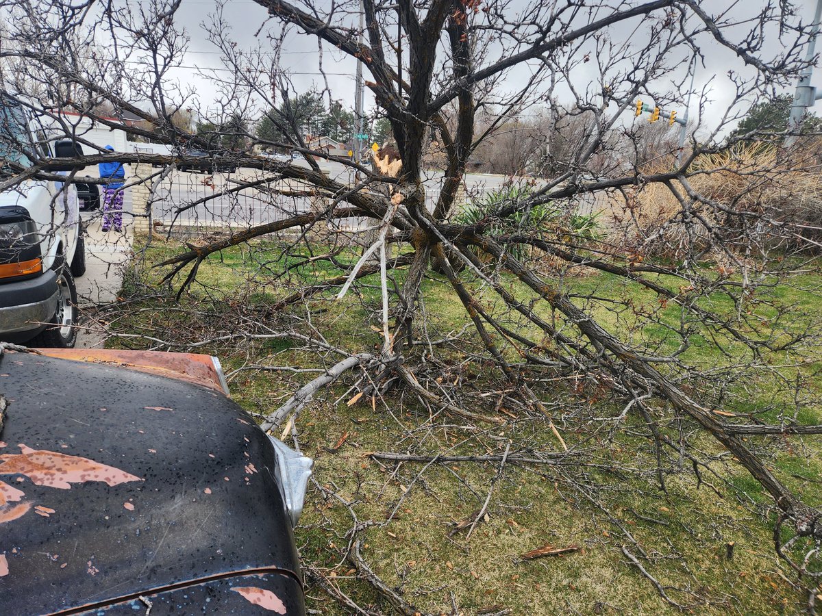 KSL5TV's tweet image. High winds snapped a tree in Springville. (Photos, Daniel Alt) Got weather photos? We want to see them. Submit them here: ksltv.com/as-you-see-it/