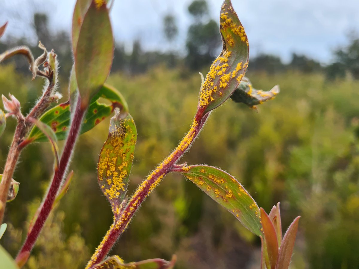 Invasive species are a significant threat to Aussie biodiversity. 🌱 We're calling citizen scientists to report sightings of the invasive fungus Myrtle Rust with @atlaslivingaust. Grab your Myrtle Rust reporting guide: spr.ly/6010X3oQw 📷 | Geoff Pegg
