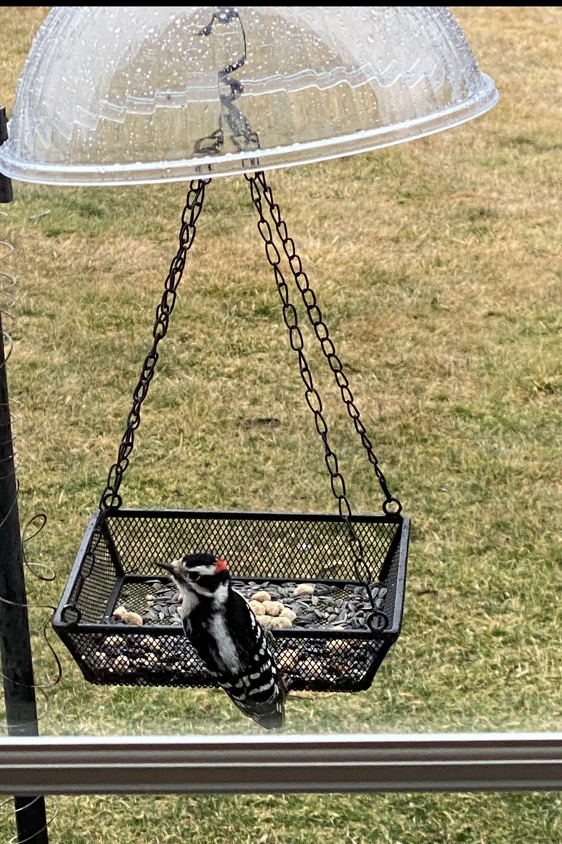 Rainy day, so I made A Rain Guard for the bird food. They seemed to like a dry spot to get out of the rain & eat. #BirdsOfTwitter #Birds 
#BackyardBirds