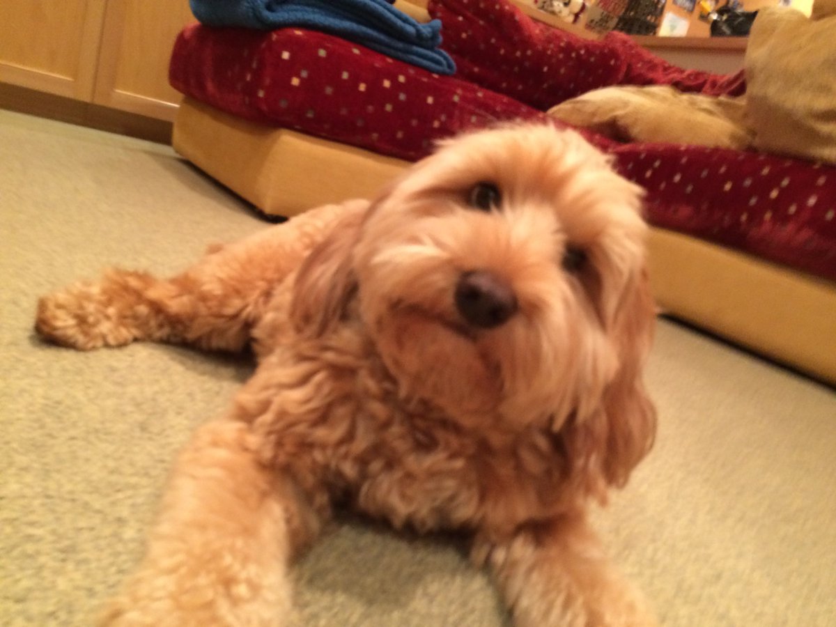 David Aronoff 🇮🇱 ✡️ tweet media