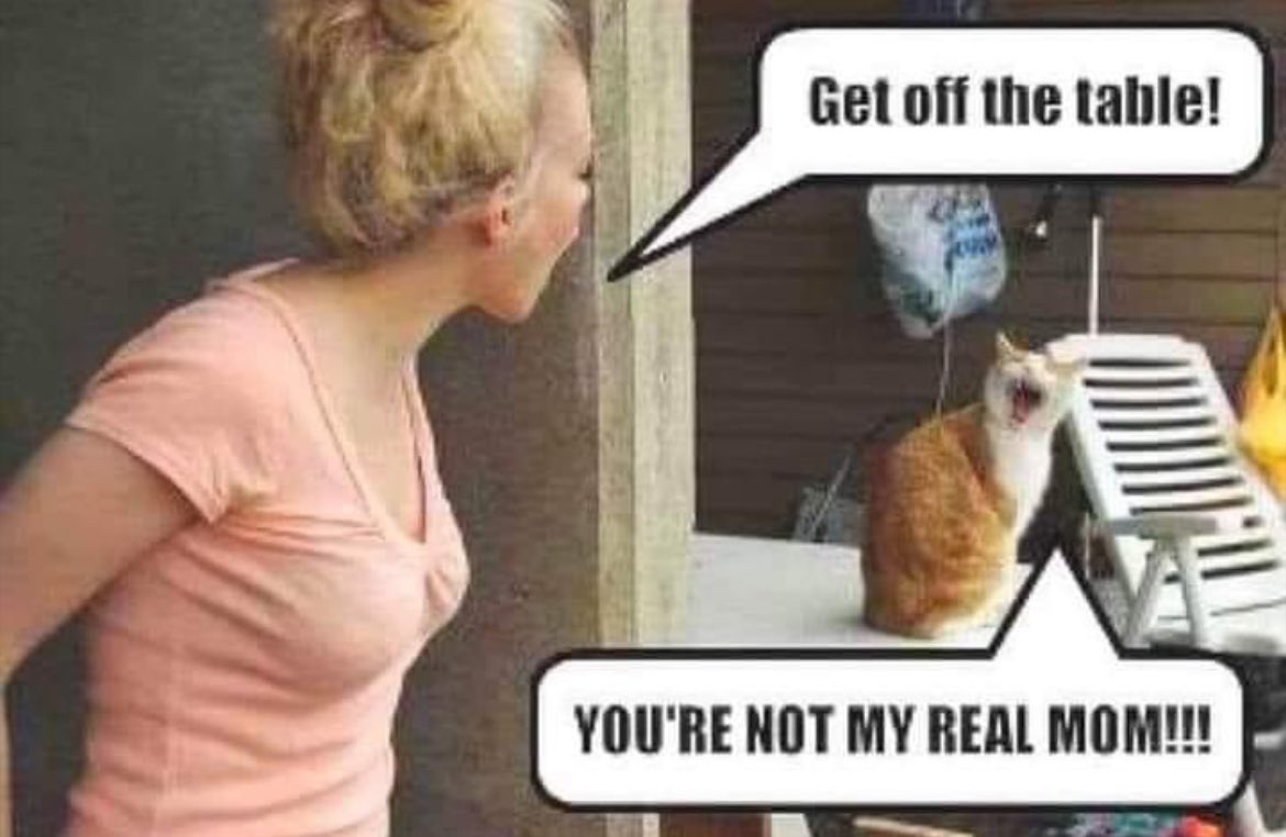 DAWysongWrites's tweet image. I have been writing all today &amp;amp; my kitten Athena repeatedly keeps sitting  right on top of my work.  Keep Writing Creatives ✍️
#Crazycats #Writerslife