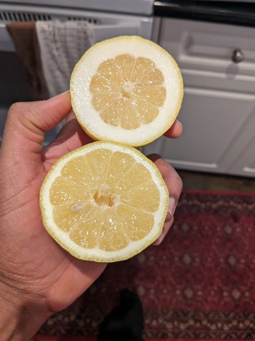 These lemons were the same size 😂 one was a rip off https://t.co/XXKVXi4tZ5